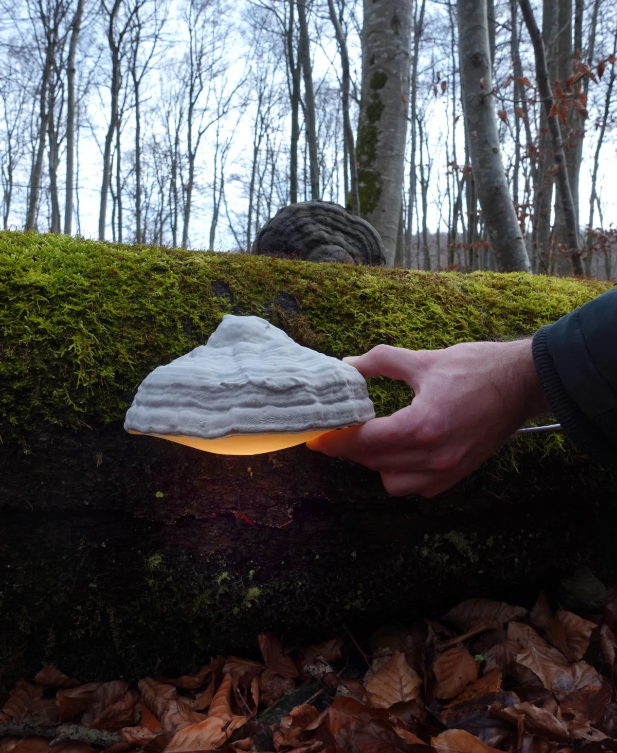 Fomes Fomentarius Duvar Lambası