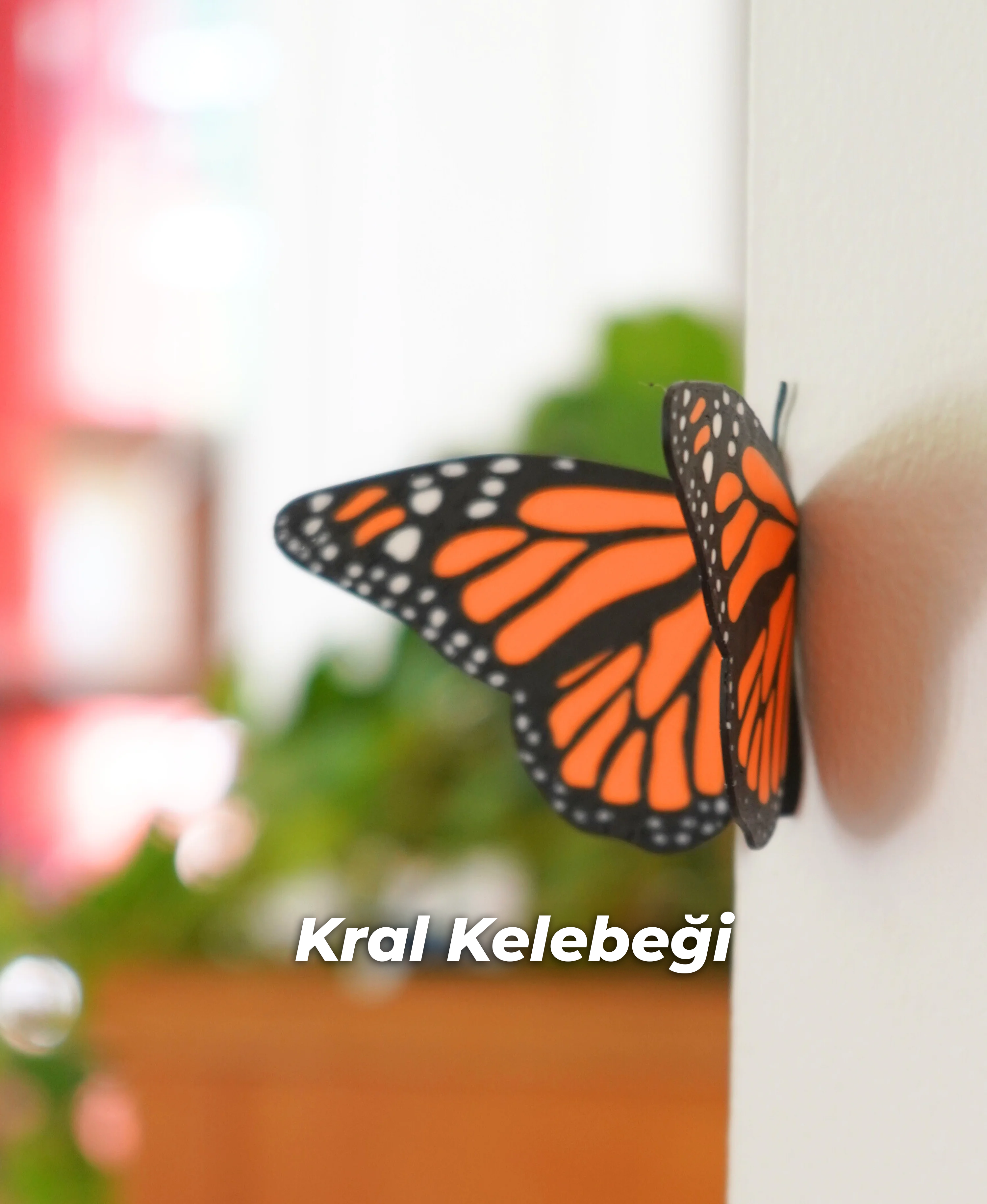 Kelebek Mıknatıslar