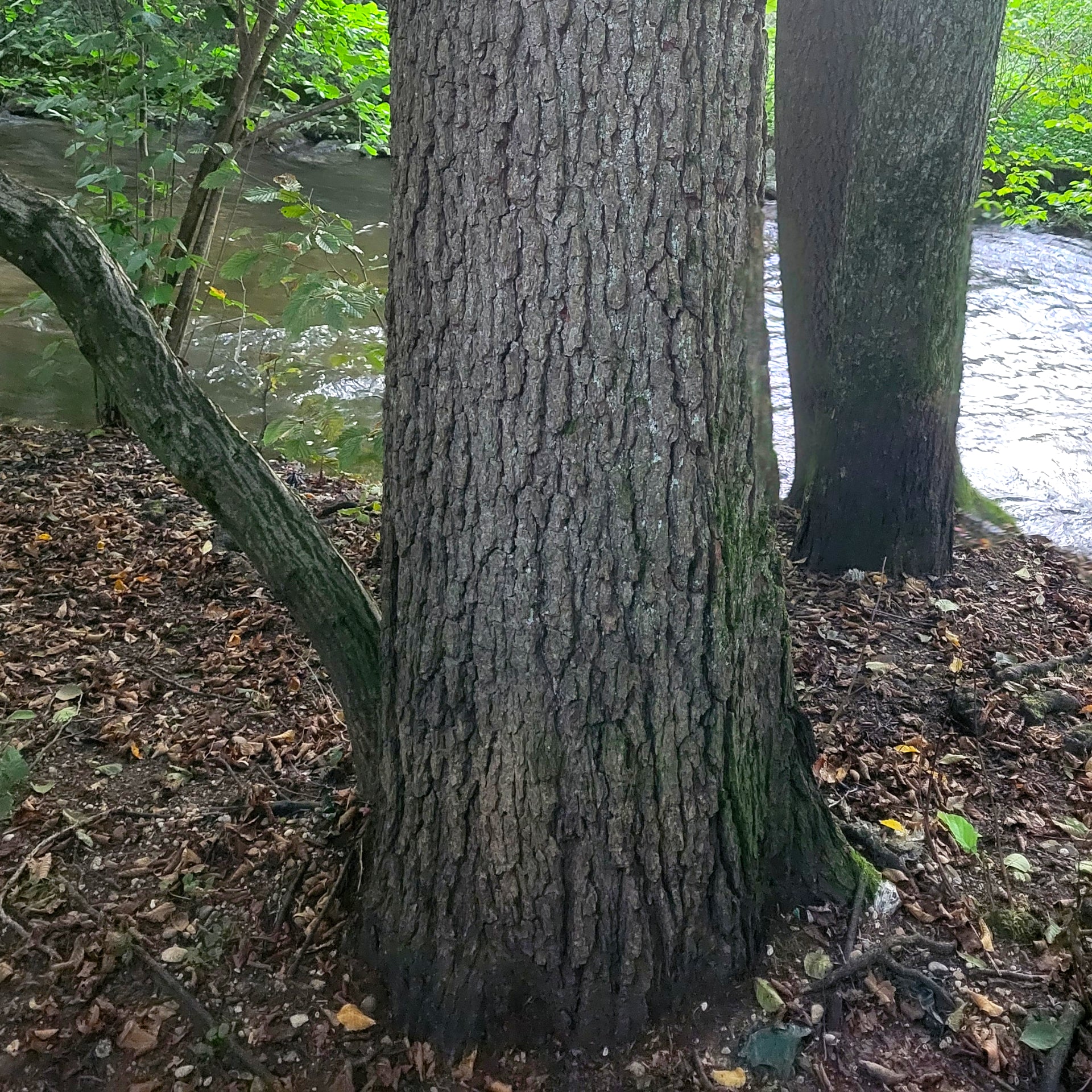 Ağaç Kütüğü Görünümlü Çöp Kutusu – Alnus Glutinosa