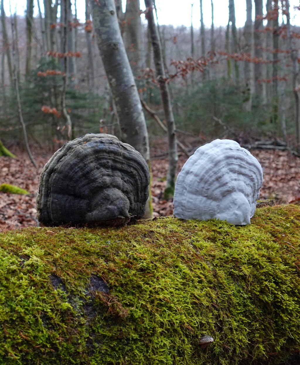 Fomes Fomentarius Duvar Lambası