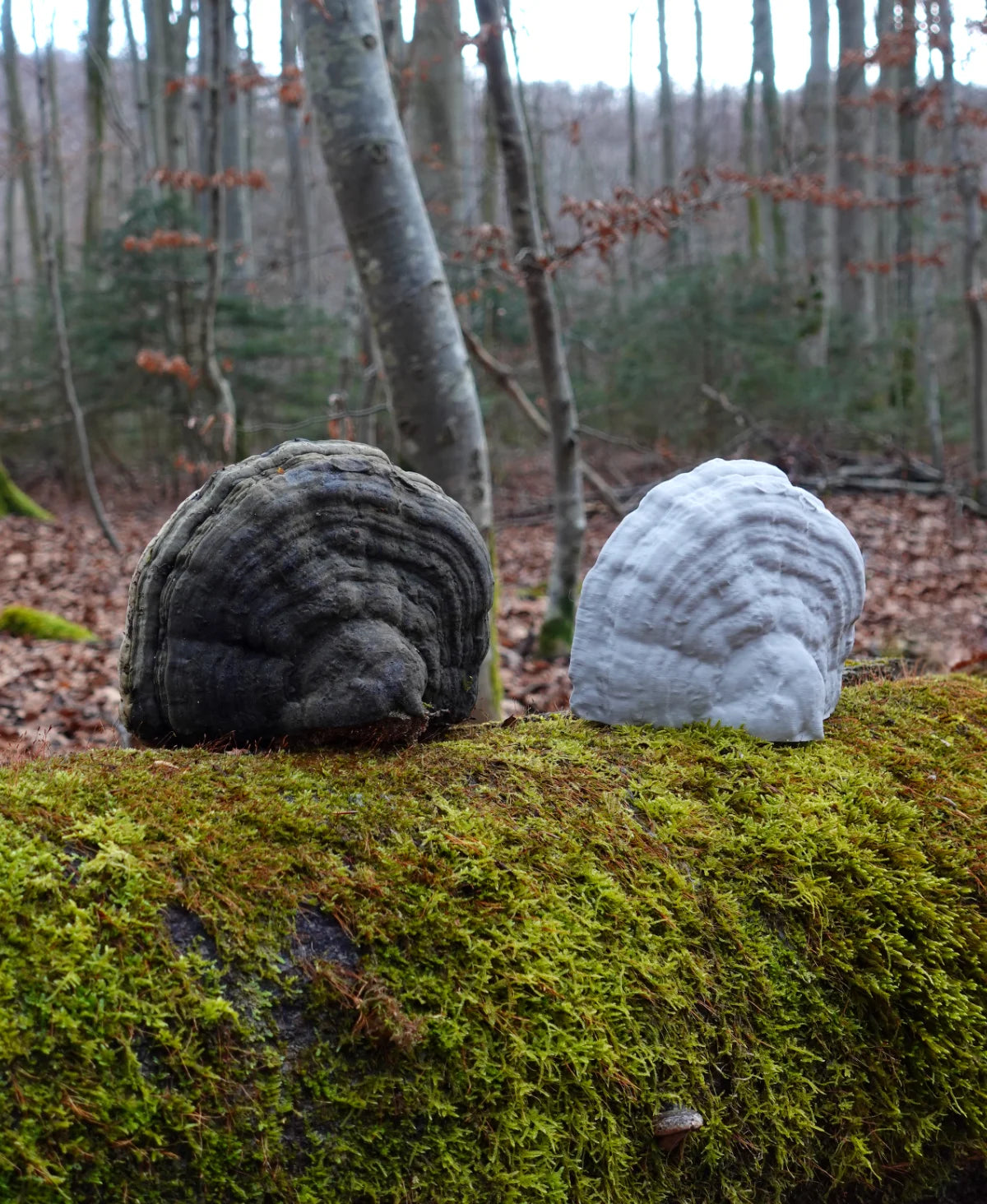 Fomes Fomentarius Duvar Lambası