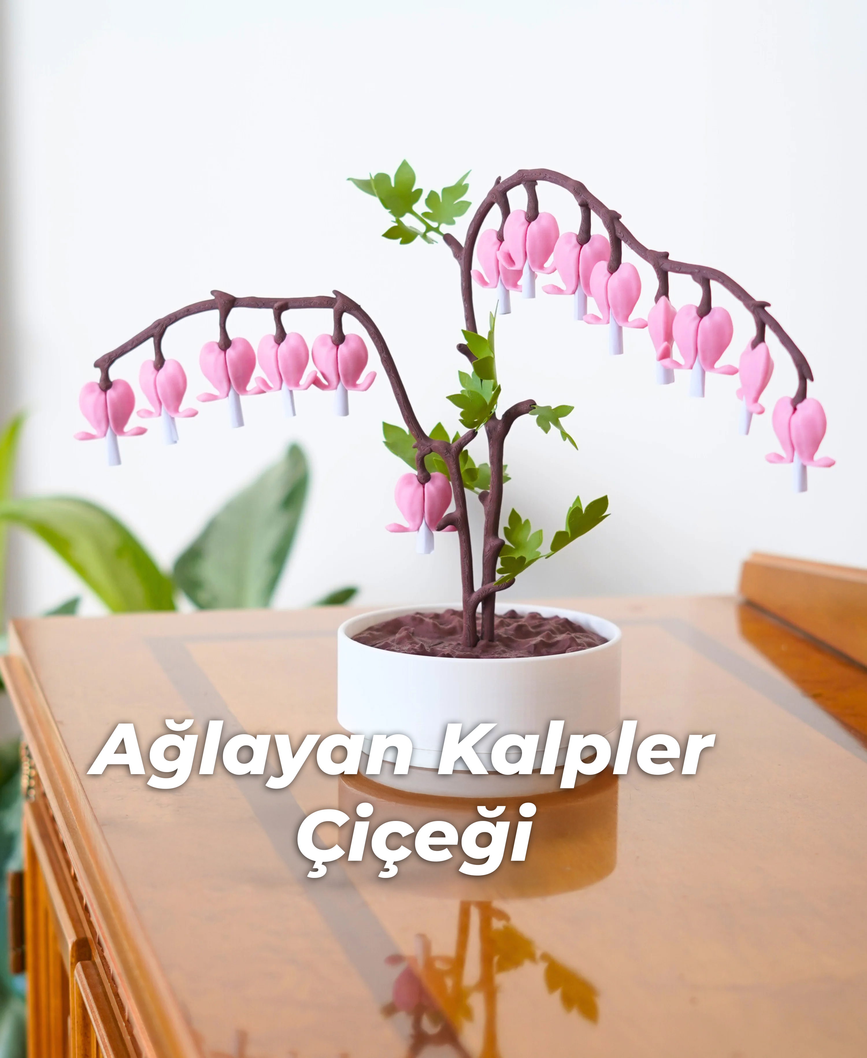 Ağlayan Kalpler Çiçeği – Miniworks3D