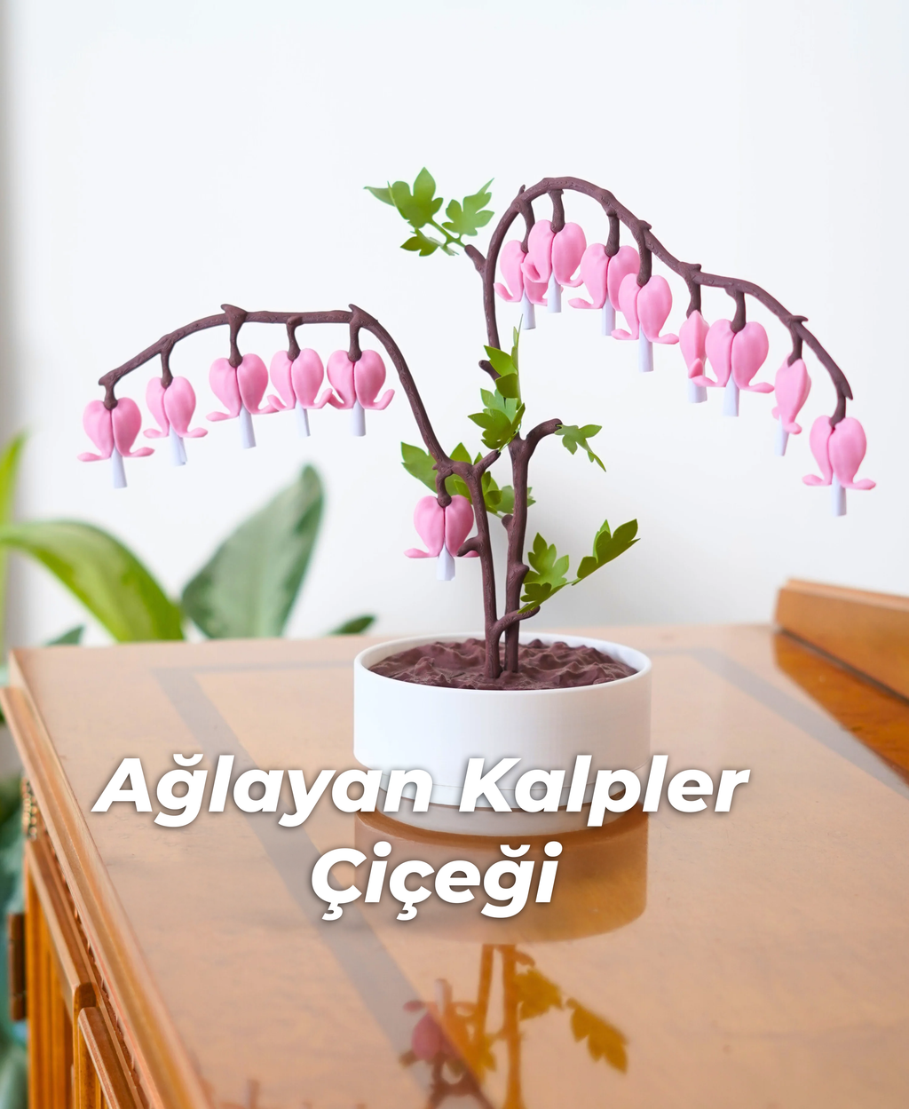 Ağlayan Kalpler Çiçeği