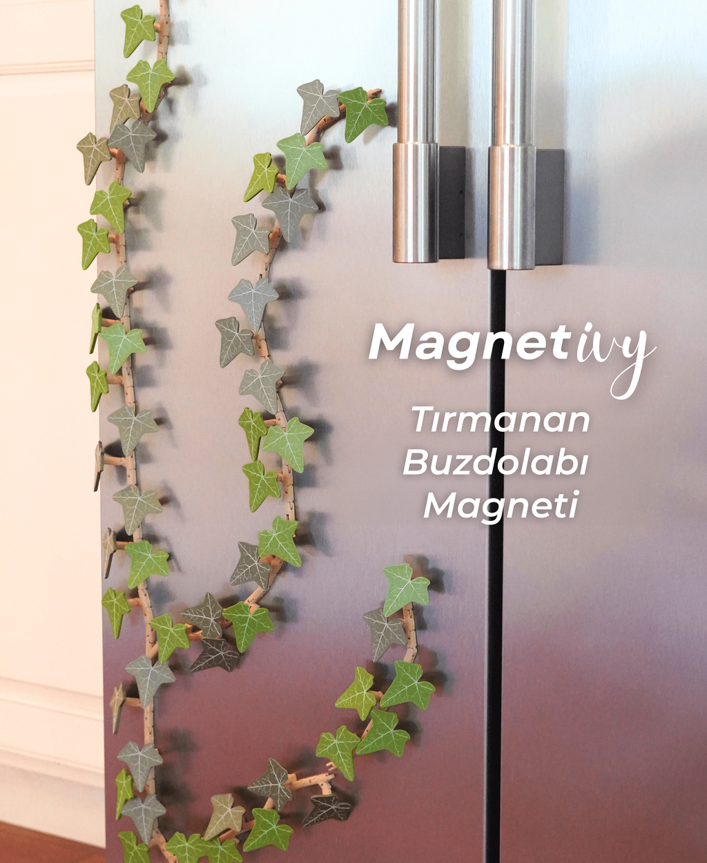 Magnetivy İngiliz Sarmaşığı