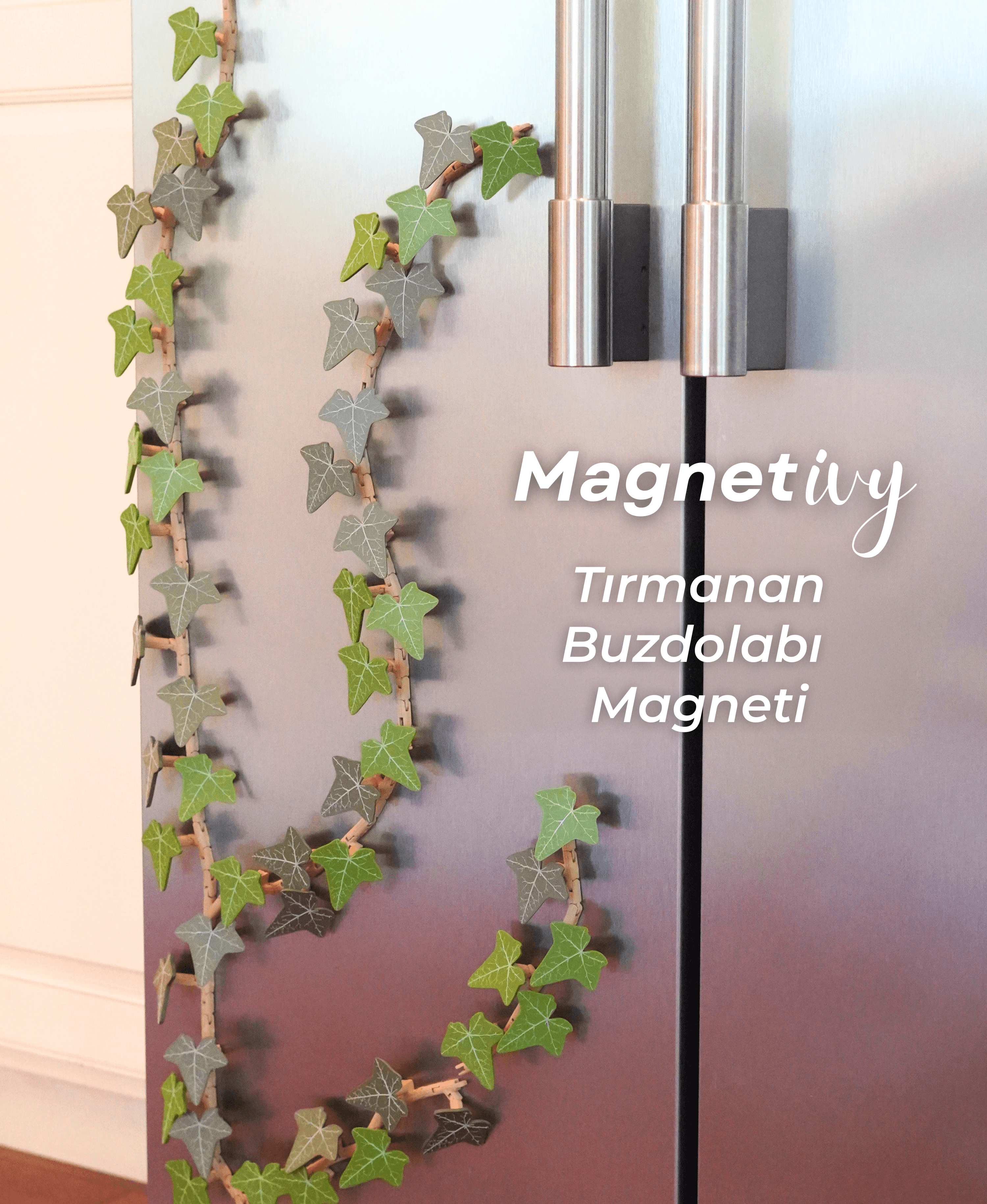 Magnetivy İngiliz Sarmaşığı