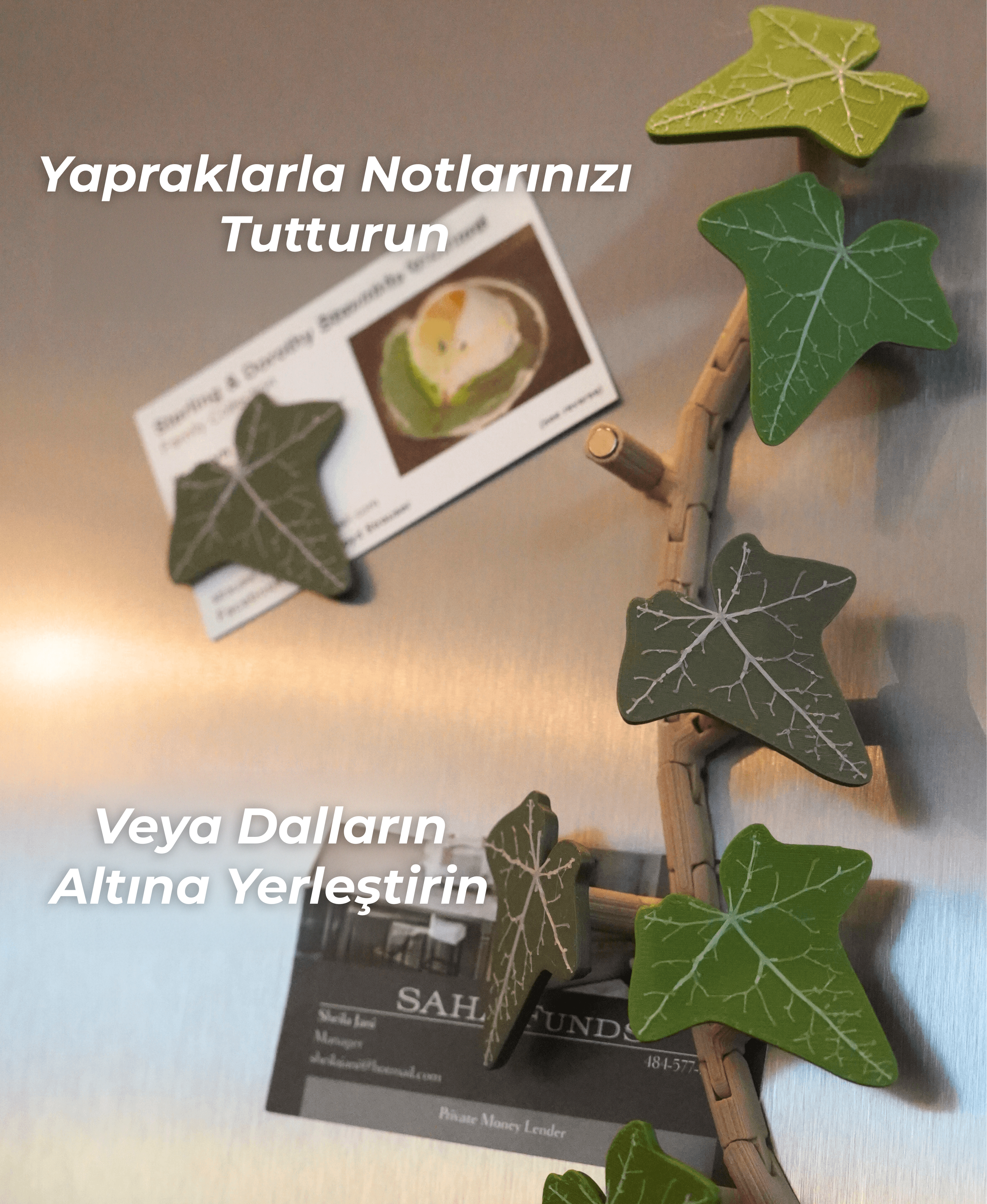 İngiliz Sarmaşığı