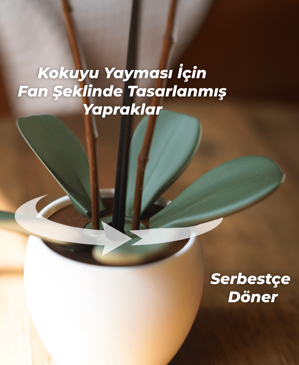 Aromatik Orkide