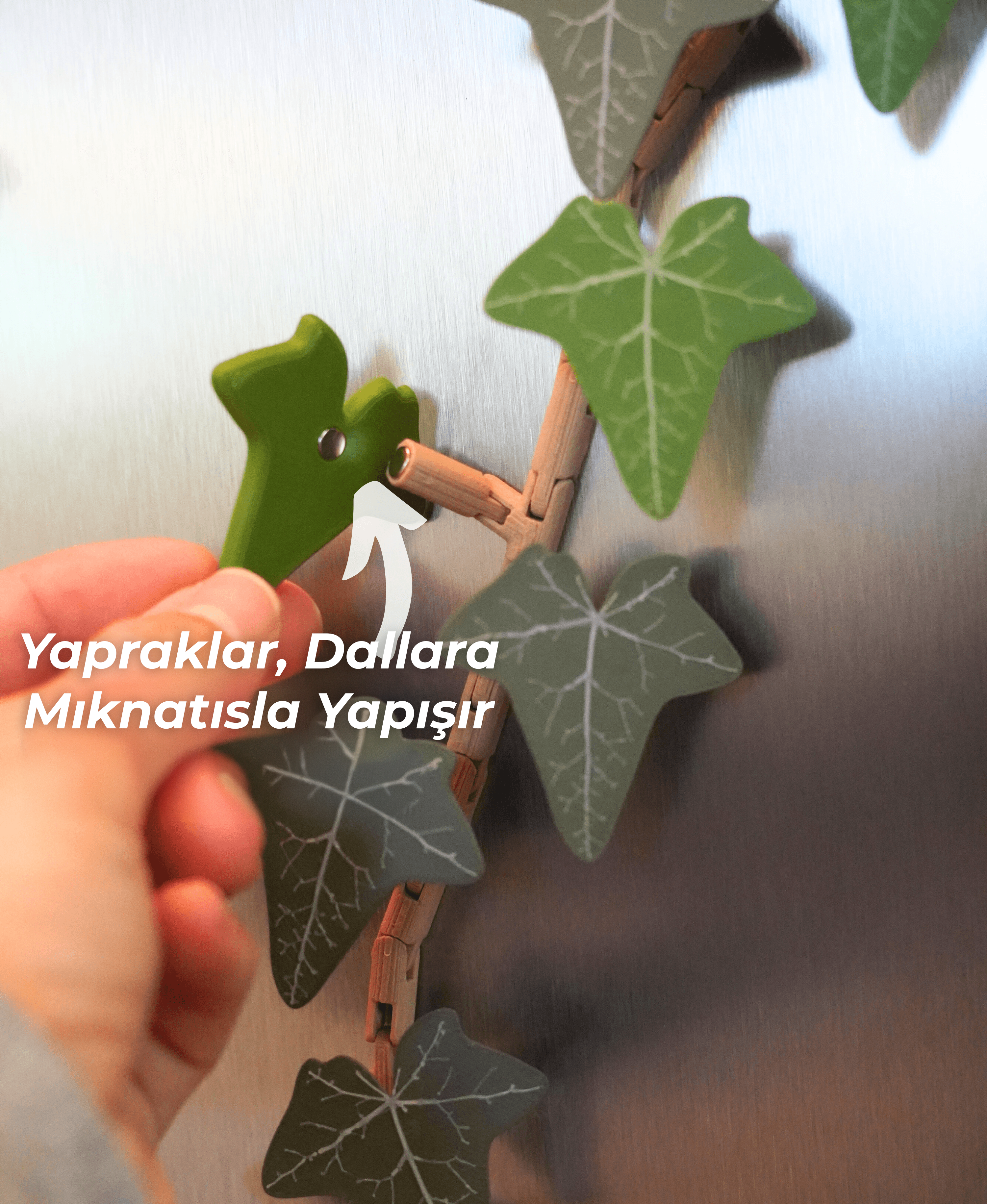 İngiliz Sarmaşığı