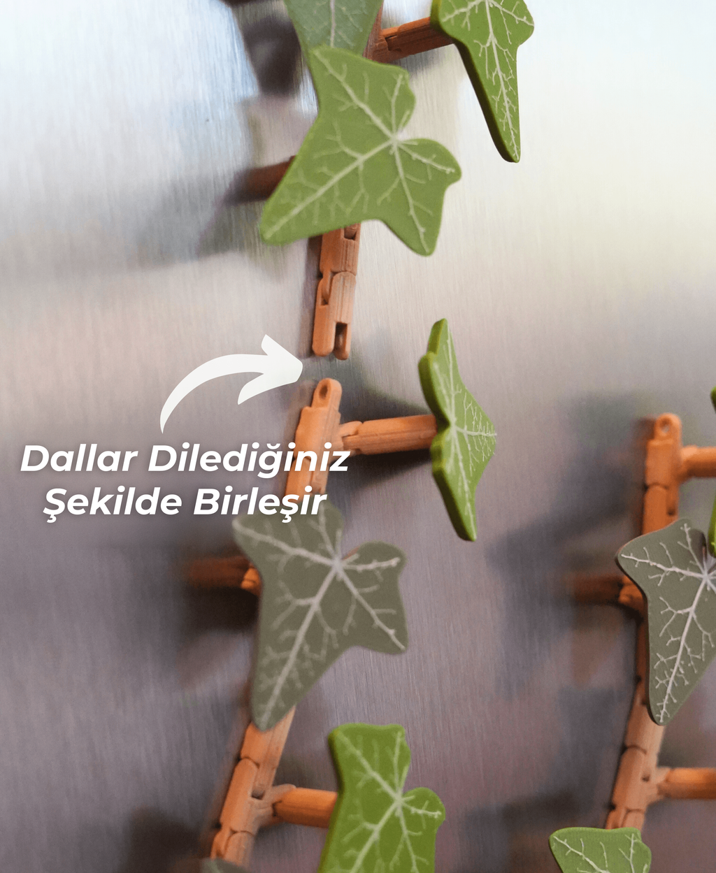 Magnetivy İngiliz Sarmaşığı