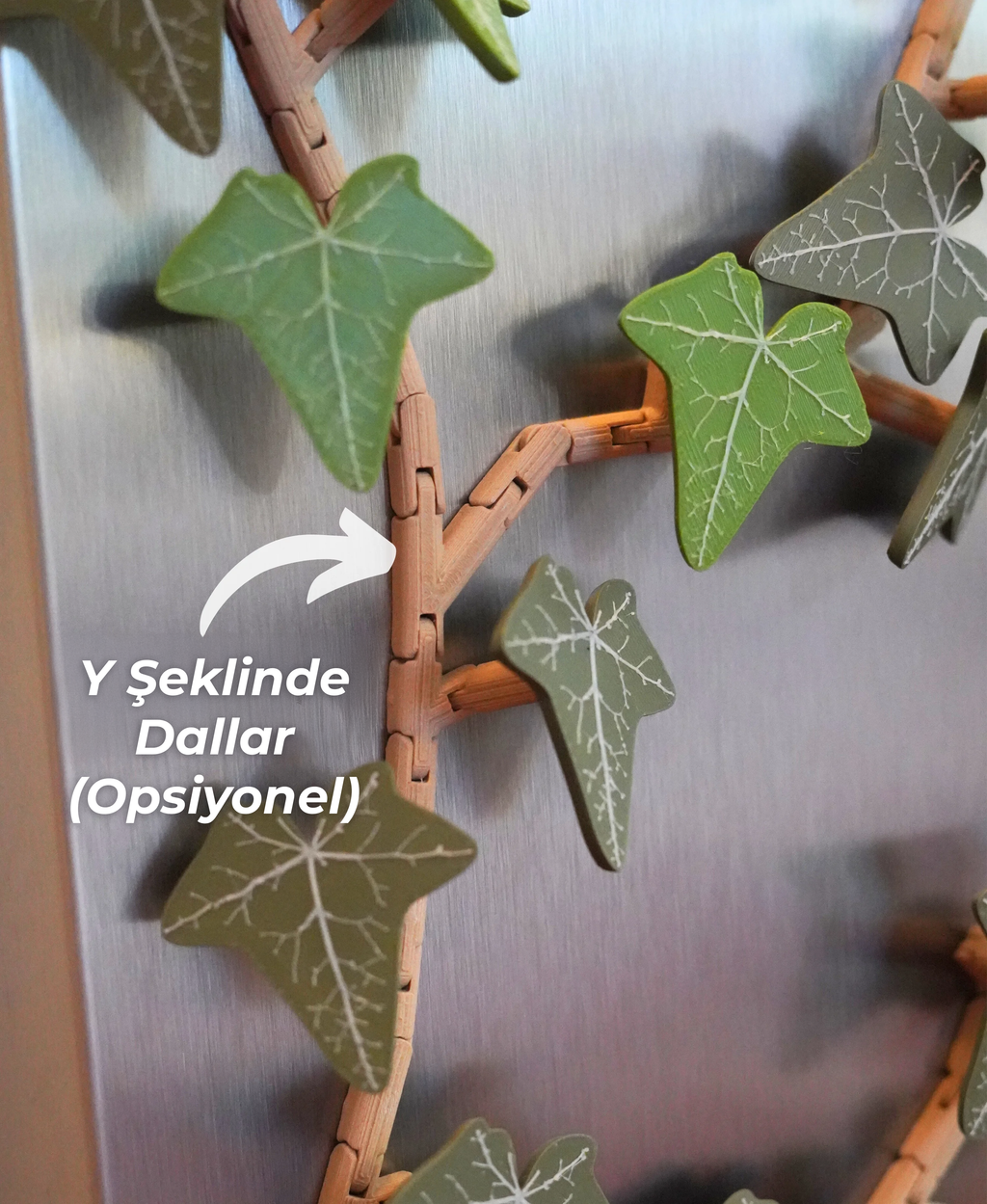 Magnetivy İngiliz Sarmaşığı