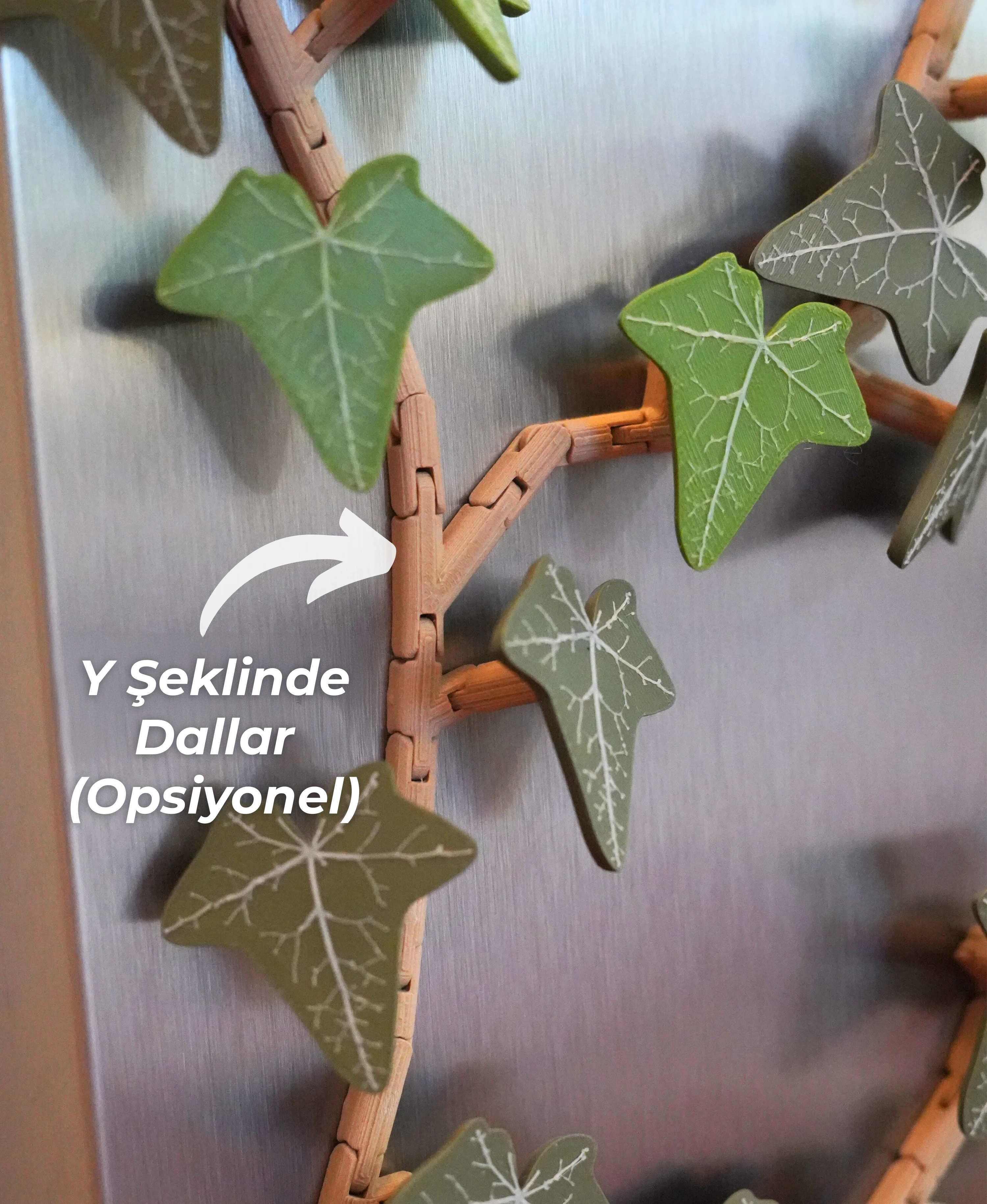 Magnetivy İngiliz Sarmaşığı