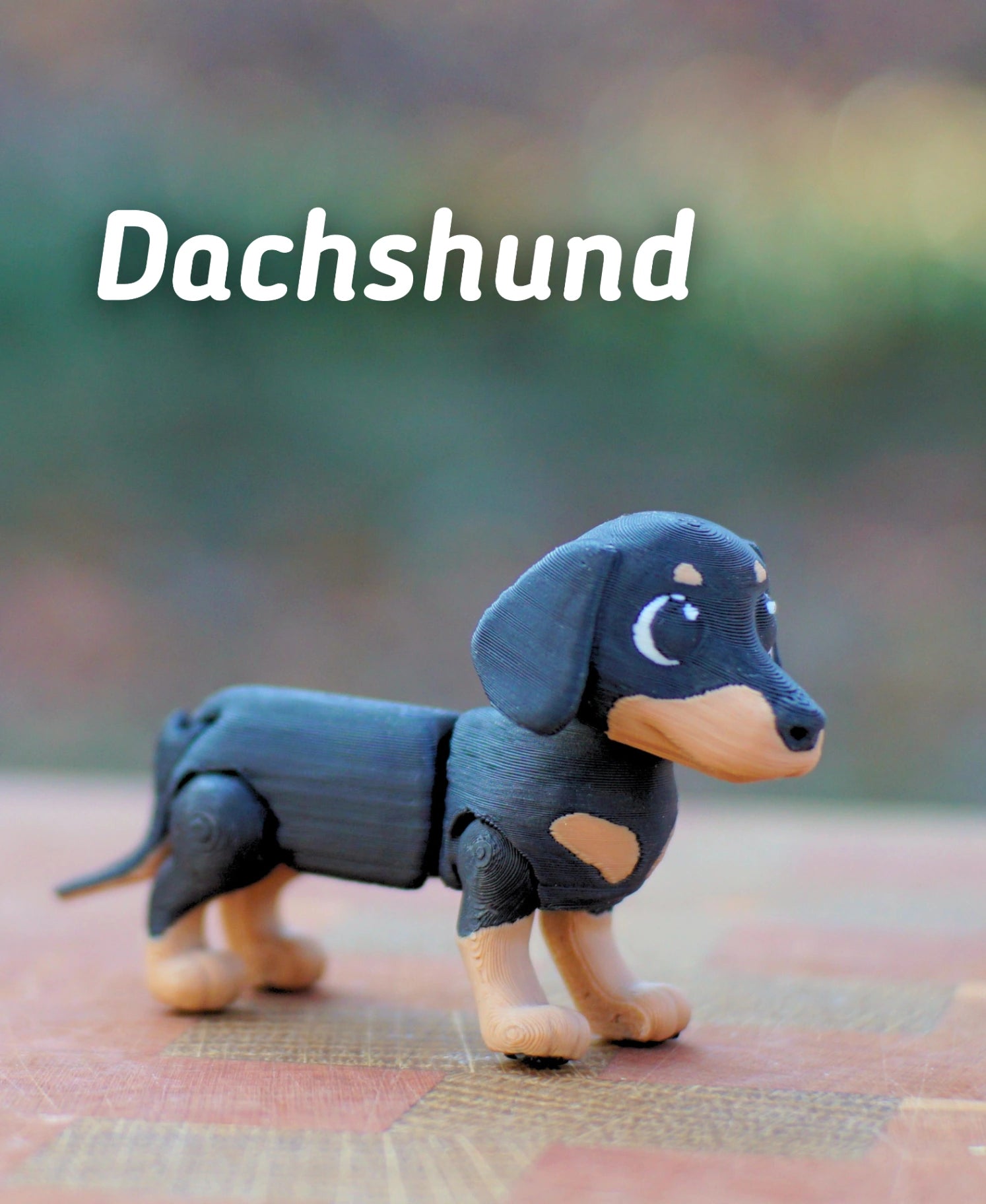 Dachshund