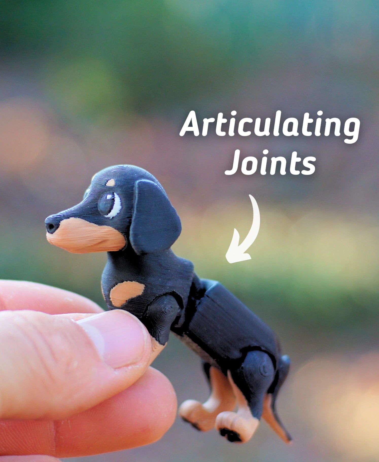 Dachshund