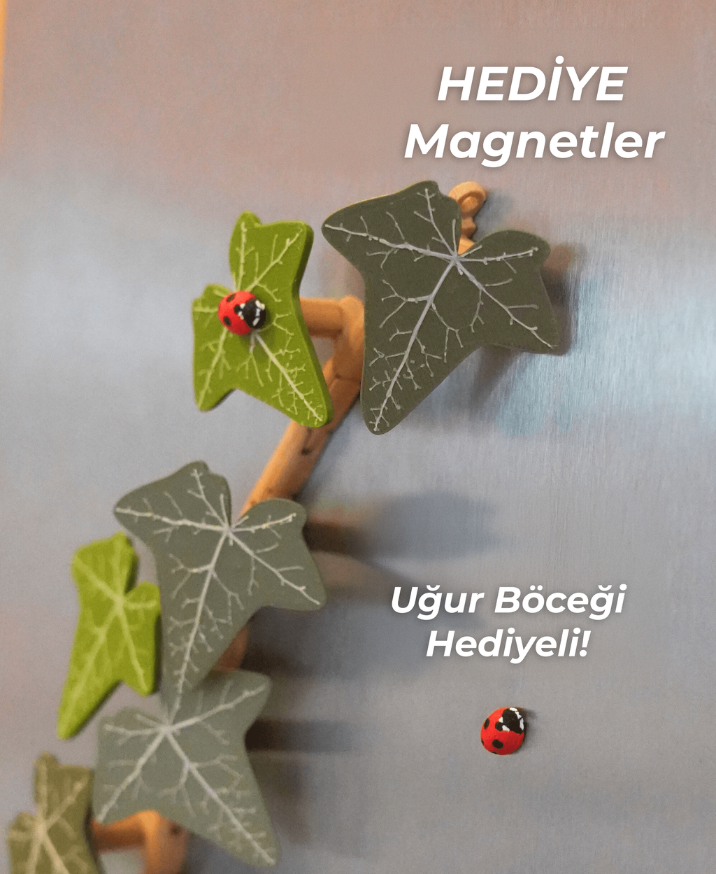Magnetivy İngiliz Sarmaşığı