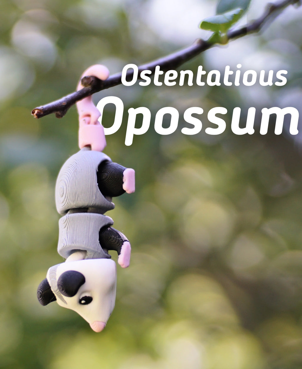Gösterişli Opossum